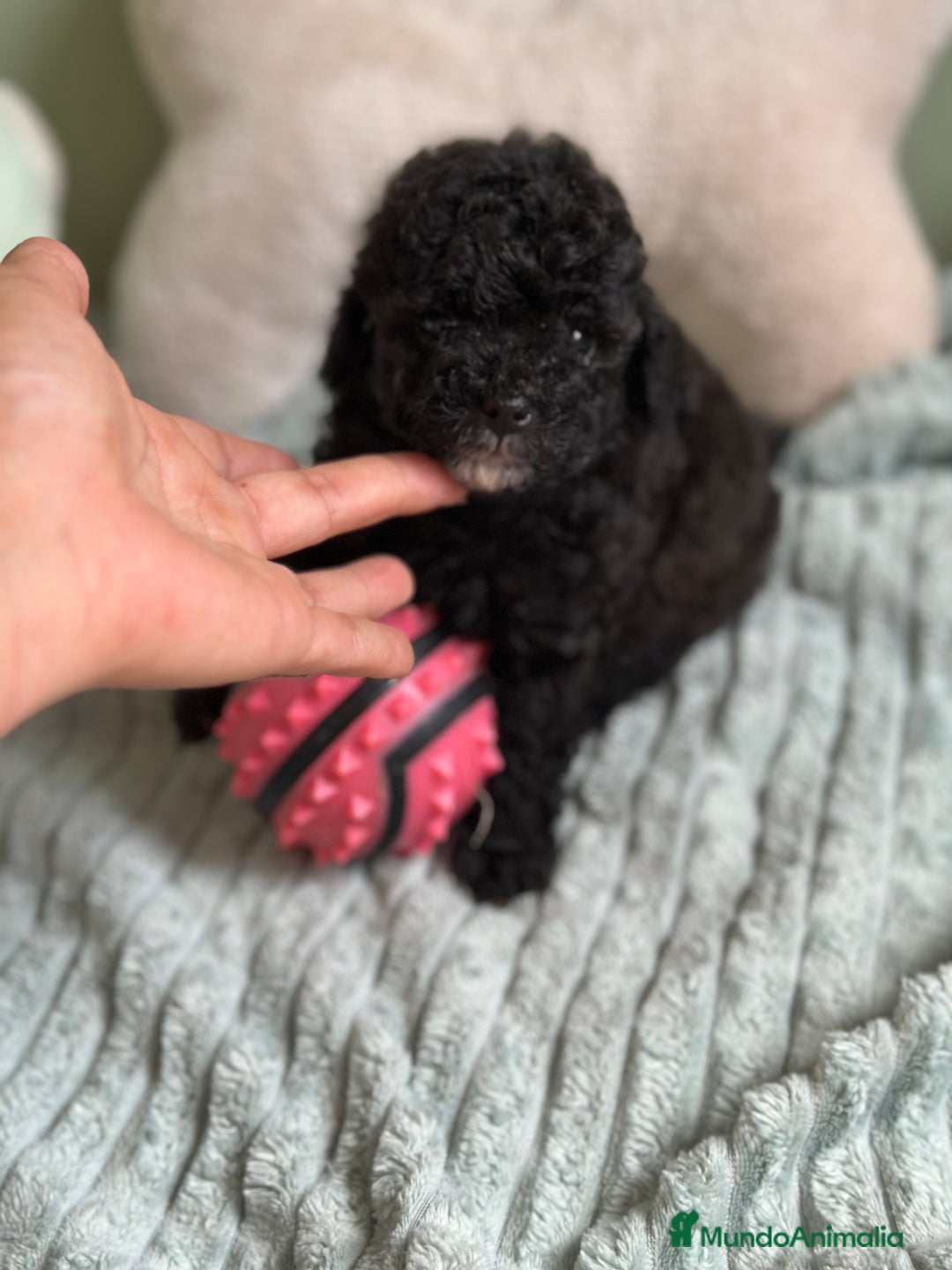 Caniche Toy perros en venta: CANICHE TOY NEGROS DISPONIBLES - Imagen 3