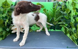 Border Collie perros en venta: 🐾✨ Cachorros Border Collie disponibles🐶⚡ - Imagen 4