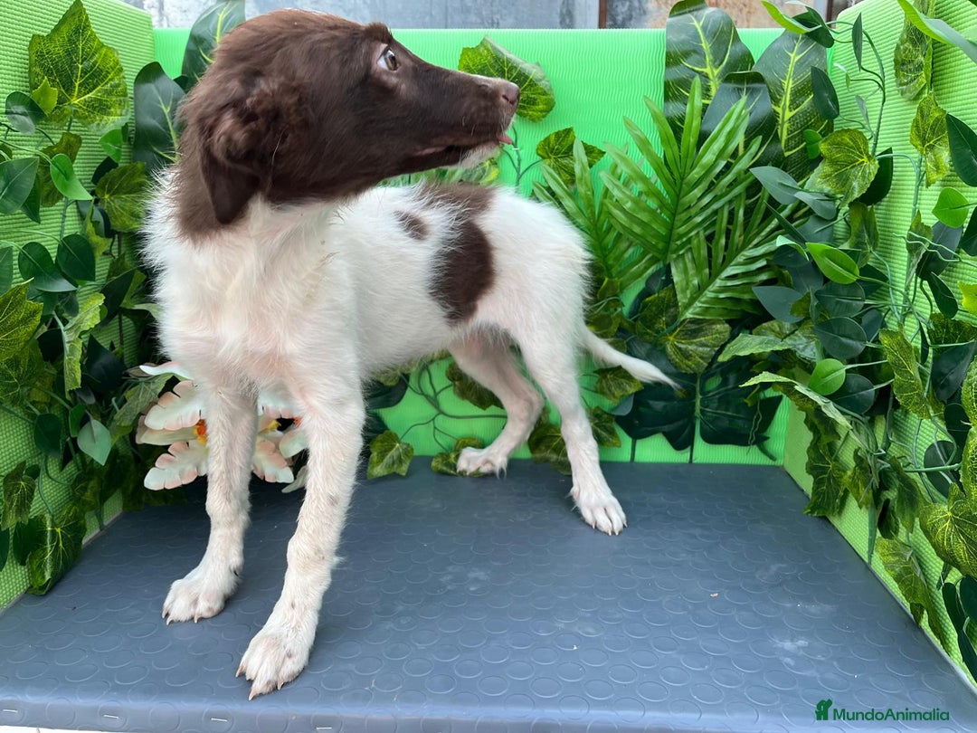 Border Collie perros en venta: 🐾✨ Cachorros Border Collie disponibles🐶⚡ - Imagen 4