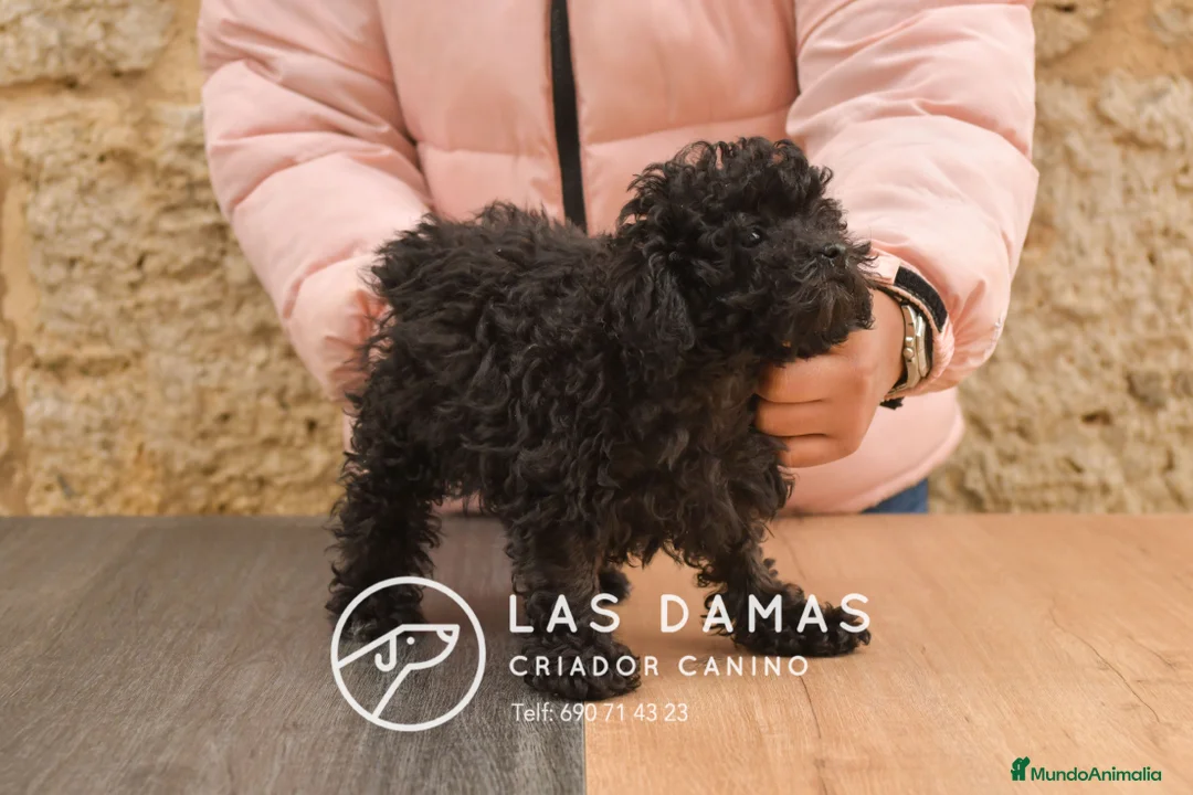 Caniche Enano perros en venta: Hembras de caniche color negro - Anuncio 5