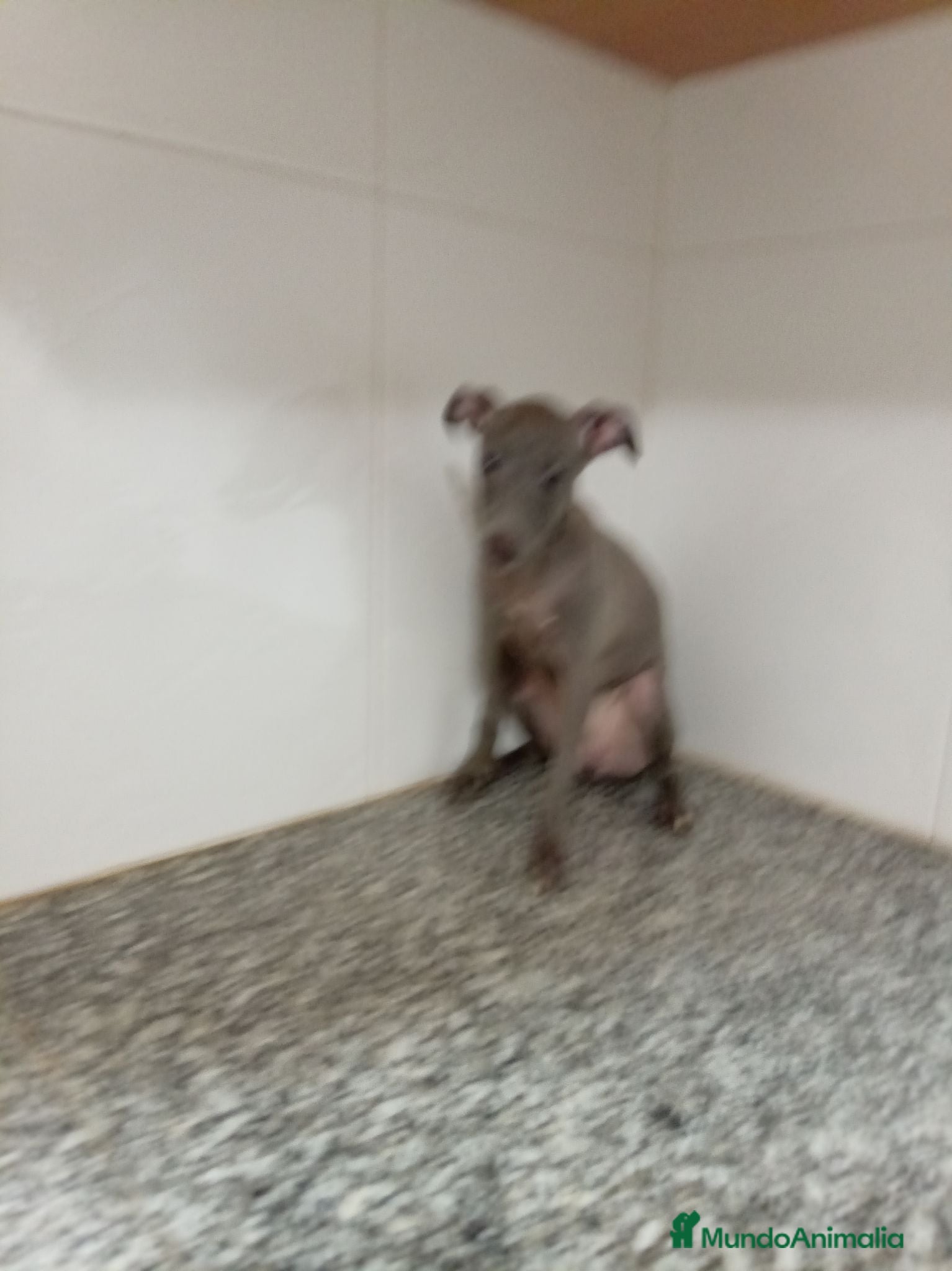 Pequeño Lebrel Italiano perros Piccolo italiano - Anuncio 1