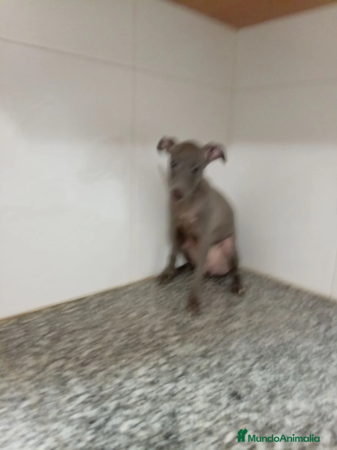 Pequeño Lebrel Italiano perros en venta: Piccolo italiano - Anuncio 1