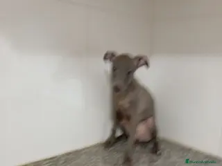 Pequeño Lebrel Italiano perros Piccolo italiano - Anuncio 3