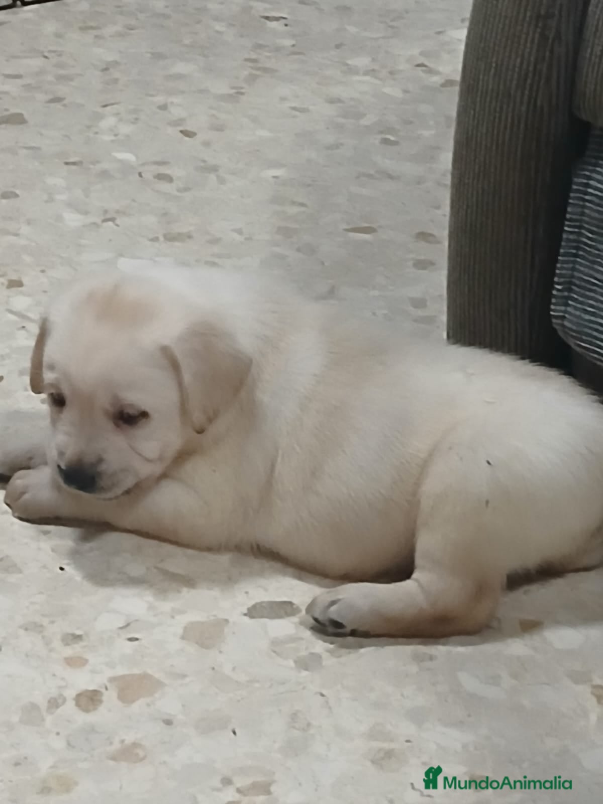 Labrador Retriever perros Labrador Retriever línea inglesa  - Anuncio 2