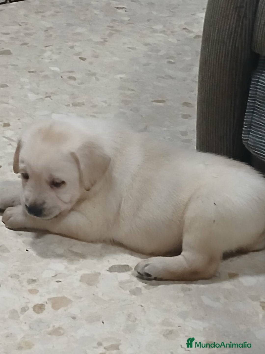 Labrador Retriever perros en venta: Labrador Retriever línea inglesa  - Anuncio 2