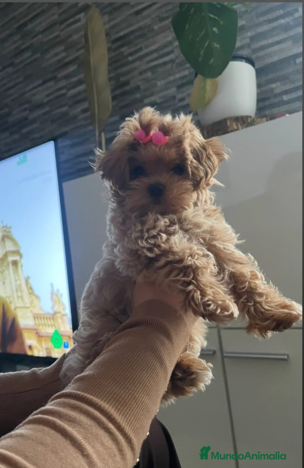 Maltipoo perros Maltipoo asiático miniatura  - Anuncio 1