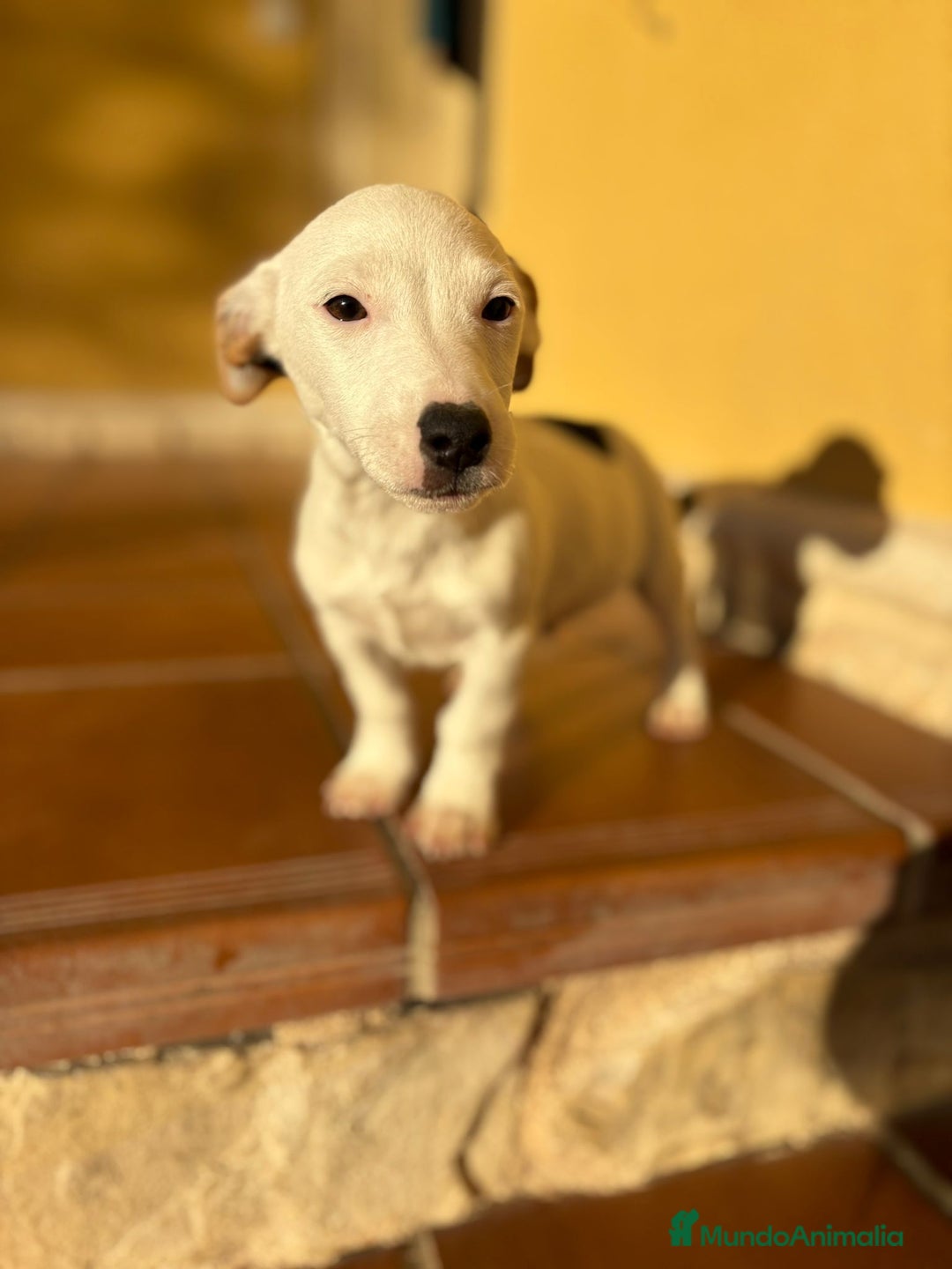 Jack Russell Terrier perros en venta: Cachorros de Jack russell  - Anuncio 27