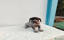 Braco Alemán de Pelo Corto perros en venta: Braco Alemán  - Imagen 9