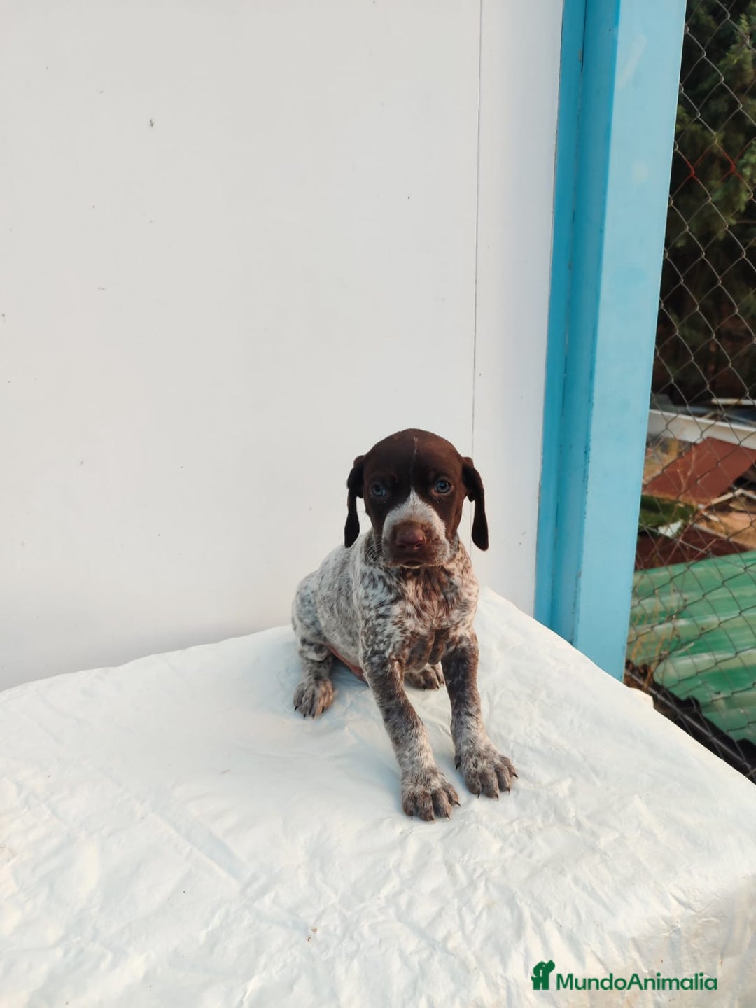Braco Alemán de Pelo Corto perros en venta: Braco Alemán  - Imagen 9