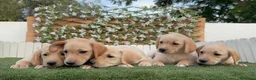Labrador Retriever perros en venta: LABRADOR RETRIEVER-PRECIO REAL - Anuncio 9
