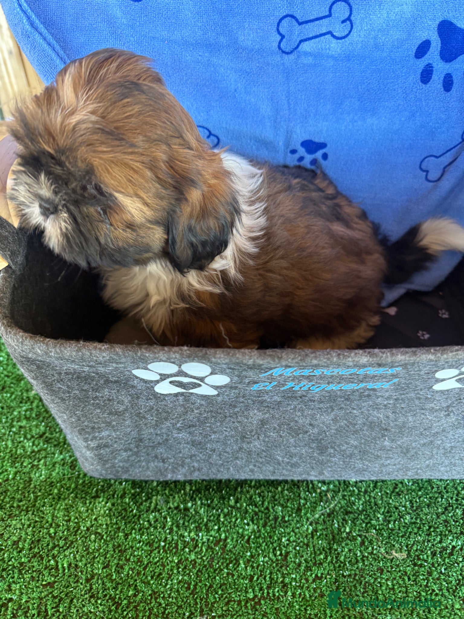Shih Tzu perros en venta: Shihtzu tricolor - Anuncio 1