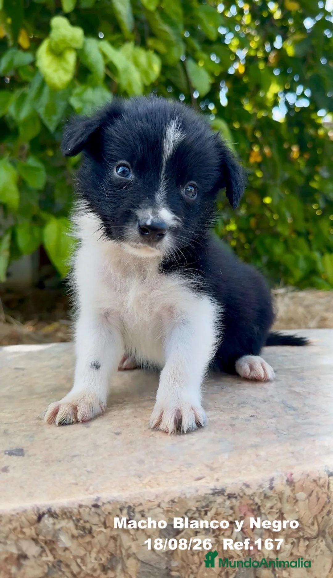 Border Collie perros en venta: BORDER COLLIE DE VILLA BIZNAGA - Anuncio 2