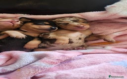 Pinscher Miniatura perros en venta: PINSCHER CORDOBA. - Imagen 4