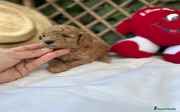 Raza Mixta perros en venta: caniche apricot  - Imagen 5