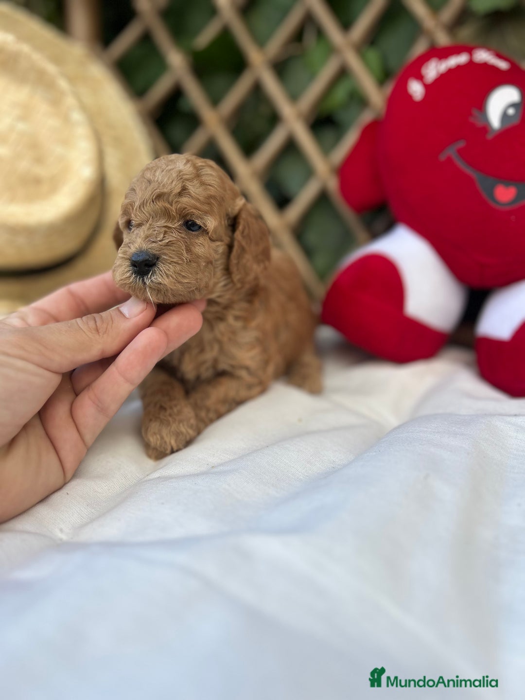 Raza Mixta perros en venta: caniche apricot  - Imagen 5