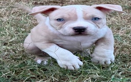 American Bully perros en venta: Americana Bully pocket ojos azules  - Imagen 2