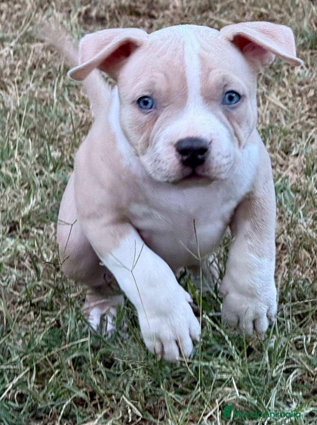 American Bully perros en venta: Americana Bully pocket ojos azules  - Imagen 2