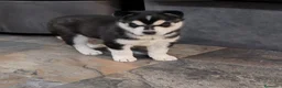 Husky Siberiano perros en venta: Pareja de Husky siberiano - Anuncio 4
