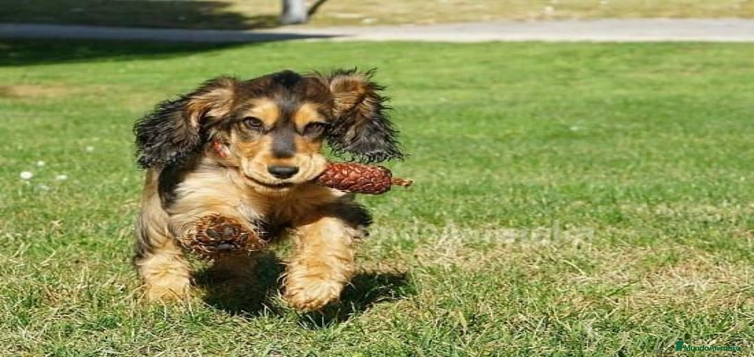 Imagen de galería {{count}}