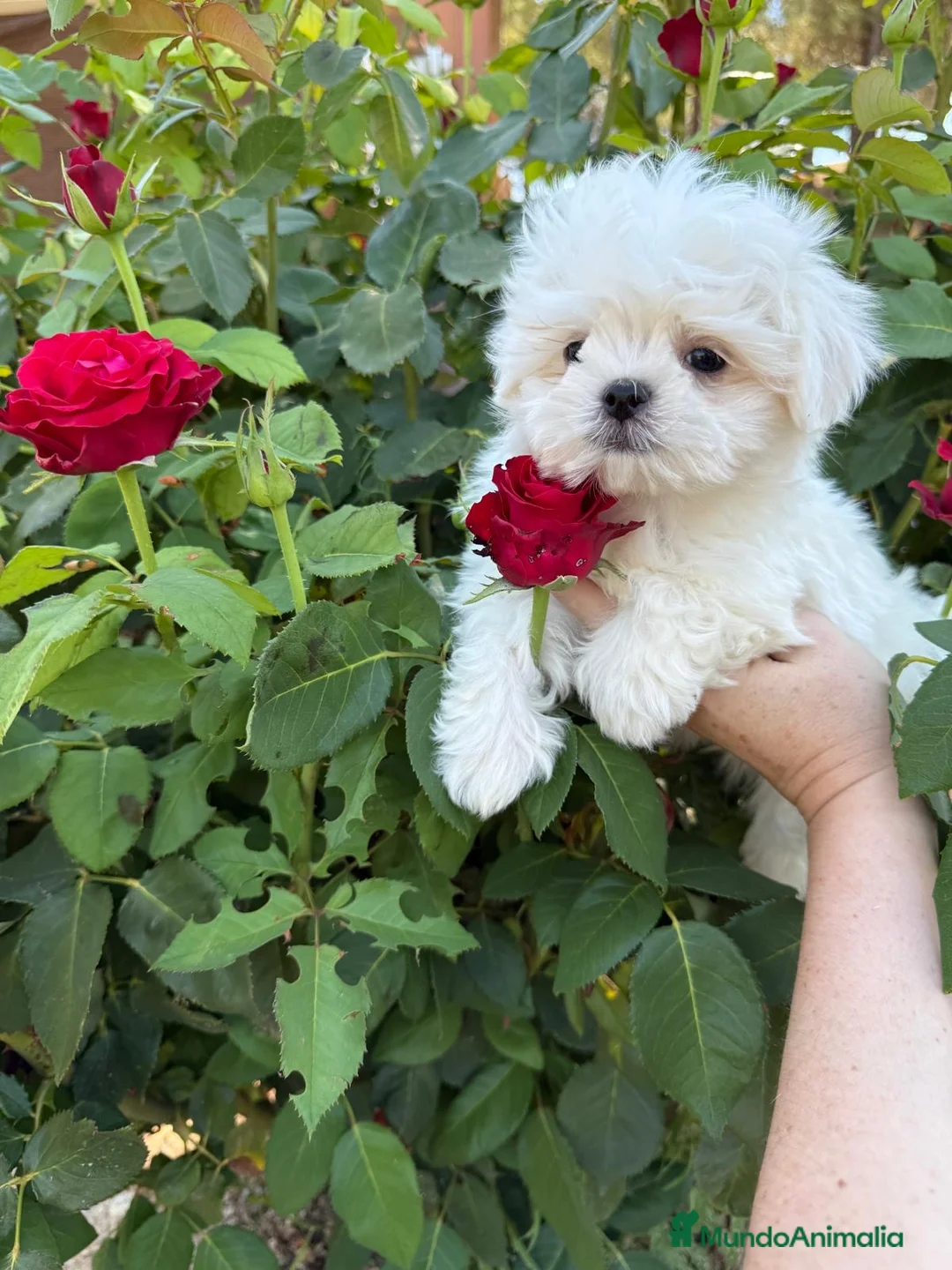 Bichón Maltés perros en venta: Bichon Maltés líneas coreanas muy chato !!! - Anuncio 2