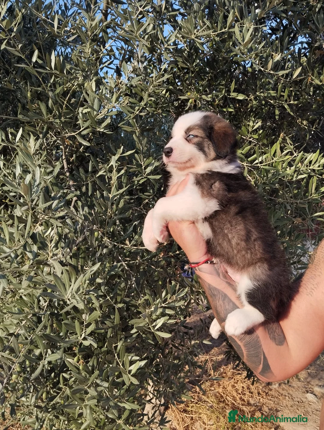 Border Collie perros en venta: Camada de Border Collie - Anuncio 1