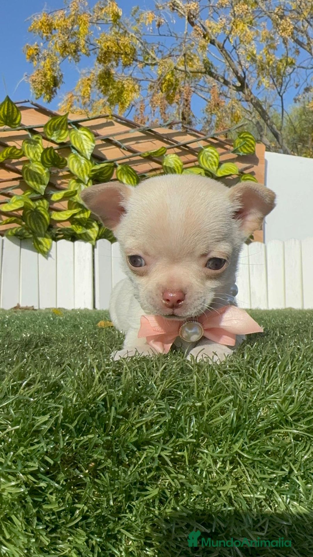Chihuahua perros en venta: CHIHUAHUA HEMBRA - Anuncio 2