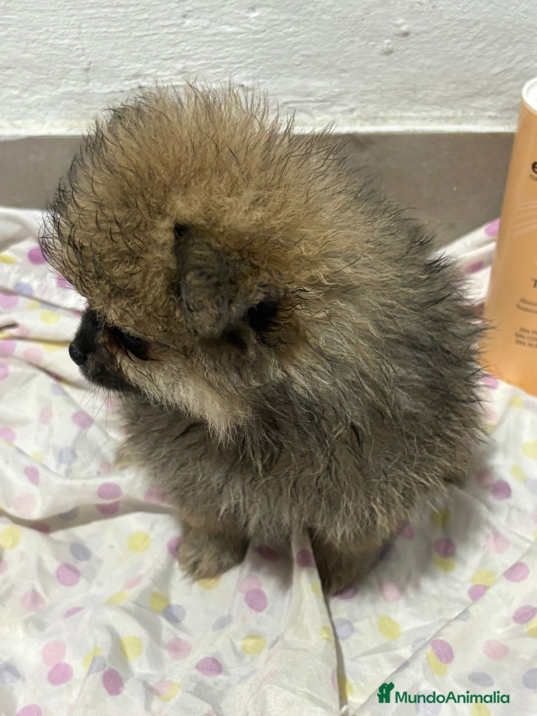 Pomerania perros en venta: Lulu pomerania mini toy  - Imagen 11