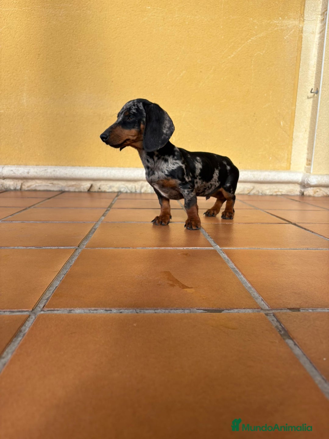Teckel Miniatura perros en venta: Teckel Kaninchen arlequín Merle plata  - Anuncio 1