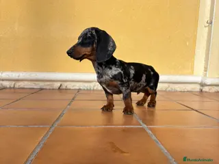 Teckel Miniatura perros Teckel Kaninchen arlequín Merle plata - Anuncio 13