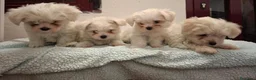 Bichón Maltés perros en venta: BICHON MALTES MACHO EXCLUSIVO  - Anuncio 3