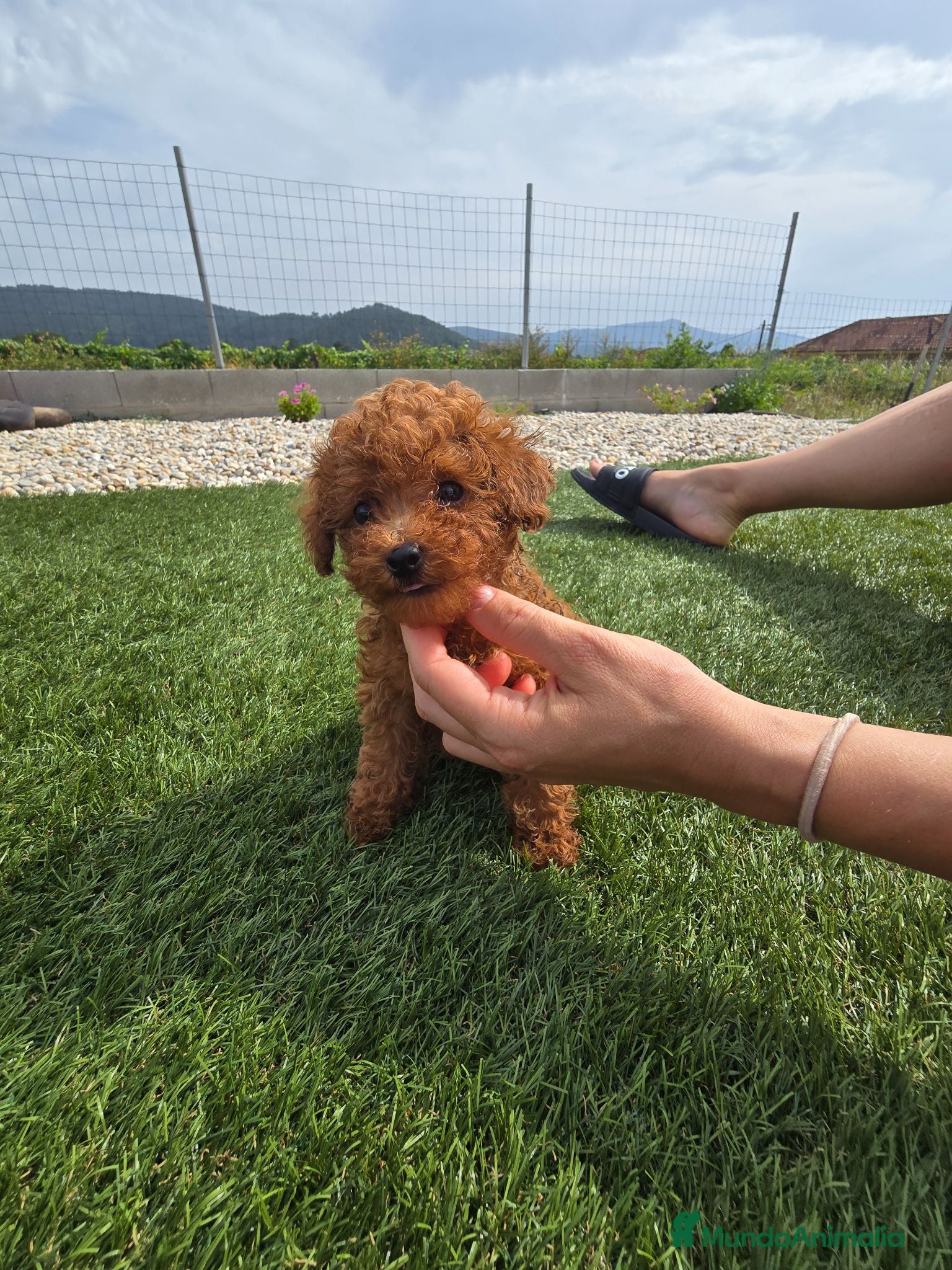Caniche Toy perros ❤️ Caniche Toy Rojo Muy Pequeñito  - Anuncio 2