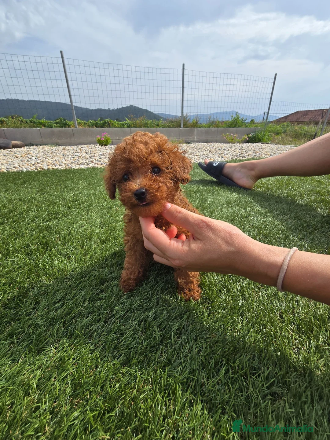Caniche Toy perros en venta: ❤️ Caniche Toy Rojo Muy Pequeñito  en Ourense - Anuncio 2