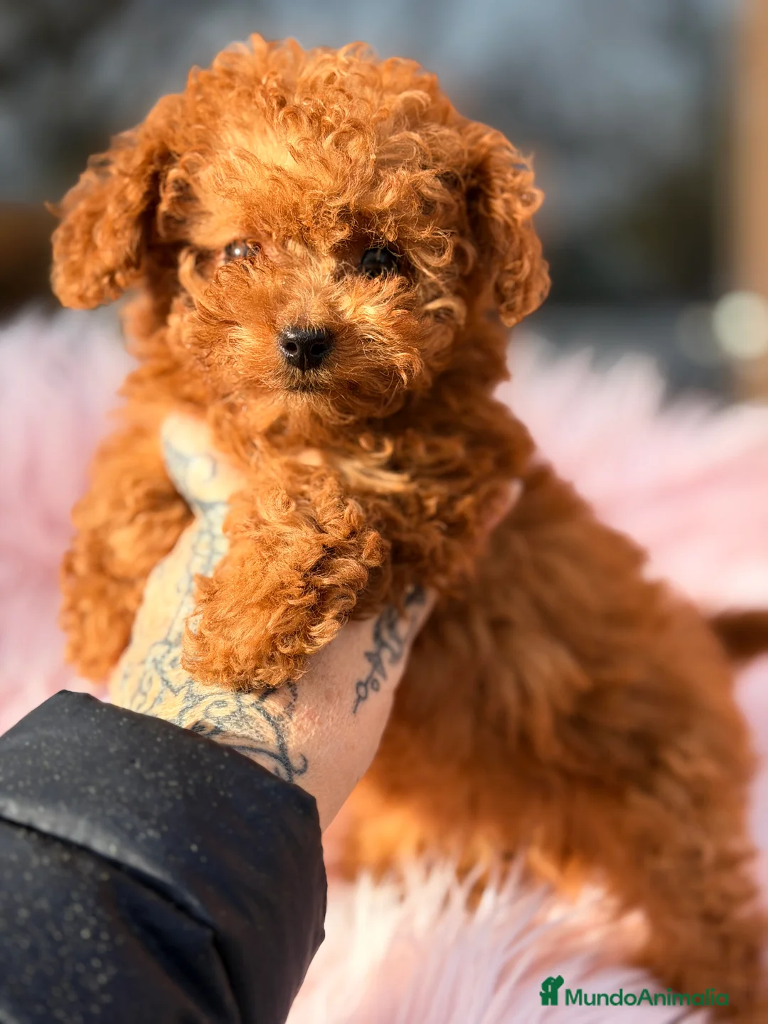 Caniche Toy perros en venta: Caniche Toy hembra  - Anuncio 2