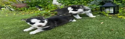 Husky Siberiano perros en venta: Husky siberiano  - Anuncio 3