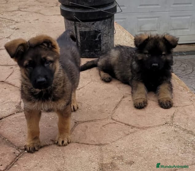 Pastor Alemán perros Pastores alemanes de trabajo  - Anuncio 1