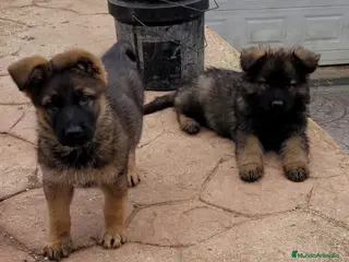 Pastor Alemán perros Pastores alemanes de trabajo - Anuncio 1