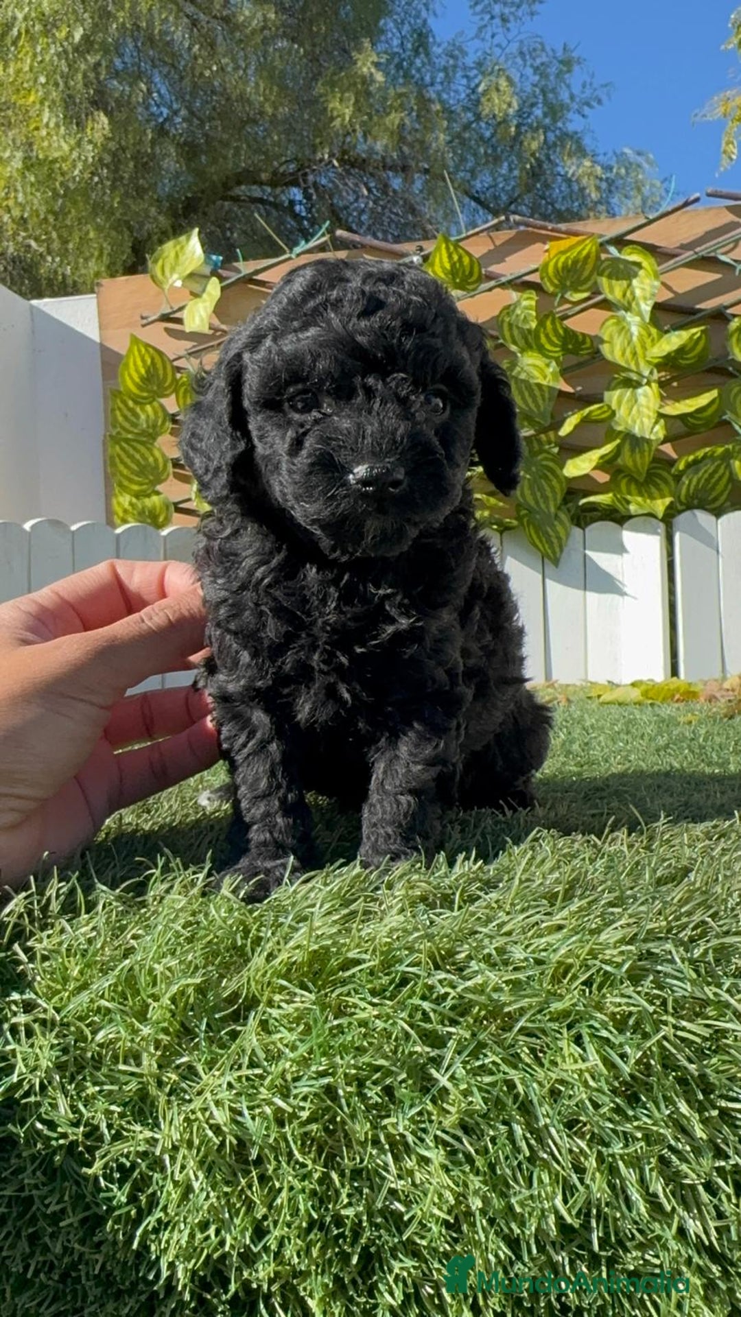 Caniche Toy perros en venta: CANICHE TOY HEMBRA - Anuncio 11