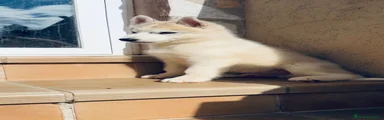 Husky Siberiano 5