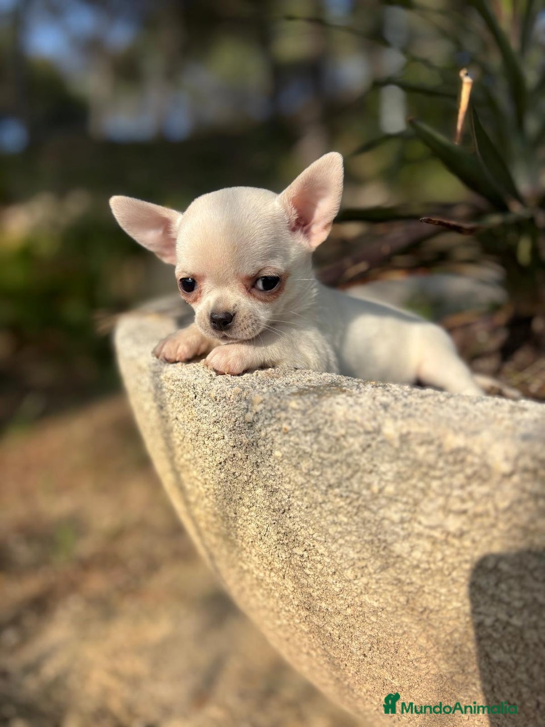 Chihuahua perros en venta: Chihuahua Macho toy blanco. - Anuncio 6