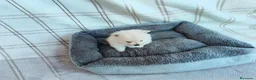 Pomerania perros en venta: POMERANIAS MACHITOS CHIQUITINES  - Anuncio 3
