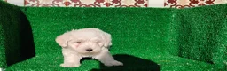 Bichón Maltés perros en venta: Bichón maltés  - Anuncio 7