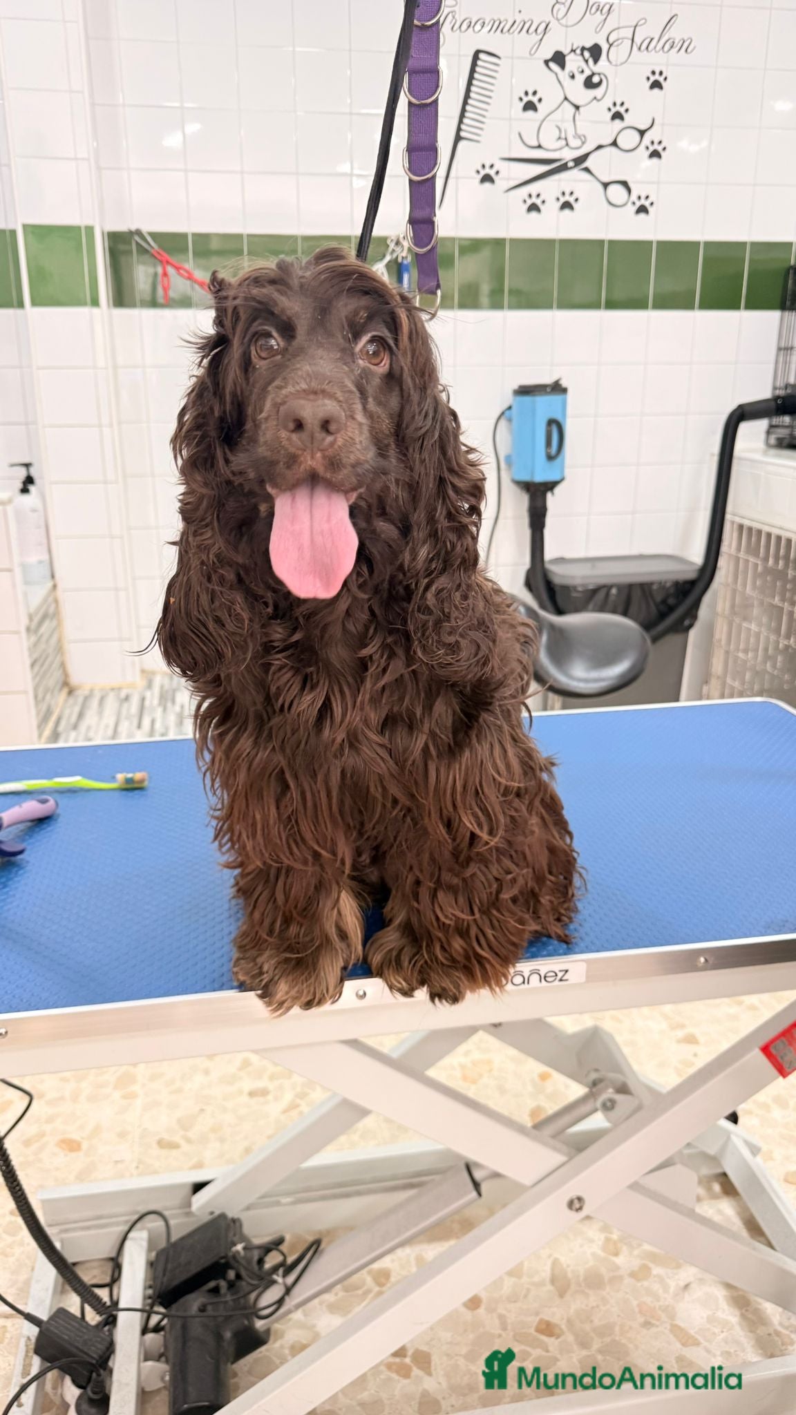 Cocker Spaniel Inglés perros Cocker spaniel ingles chocolates y negros  - Anuncio 1