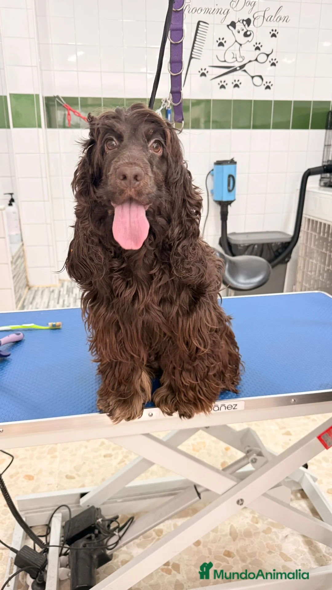 Cocker Spaniel Inglés perros en venta: Cocker spaniel ingles chocolates y negros  - Anuncio 1