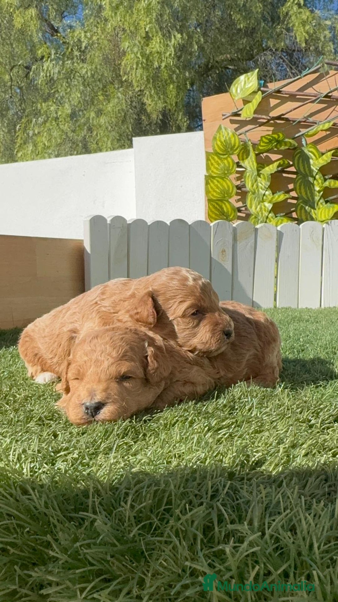 Caniche Toy perros en venta: CANICHE TOY - Imagen 16