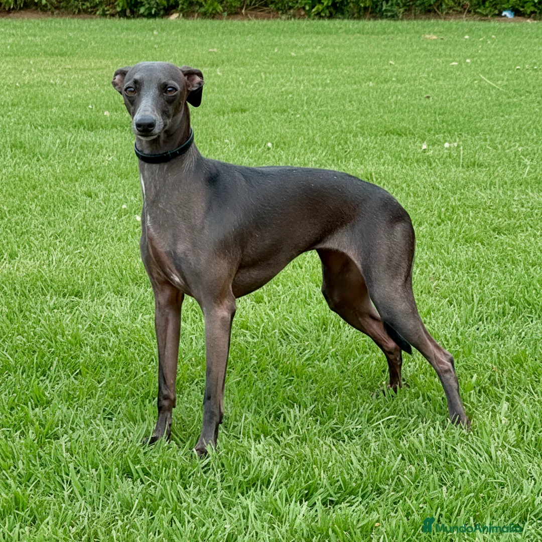 Pequeño Lebrel Italiano perros en venta: Cachorros de Galgo Italiano en Canarias en Santa Cruz de Tenerife - Anuncio 1