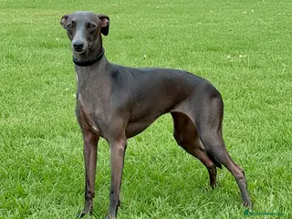 Pequeño Lebrel Italiano perros Cachorros de Galgo Italiano en Canarias - Anuncio 1