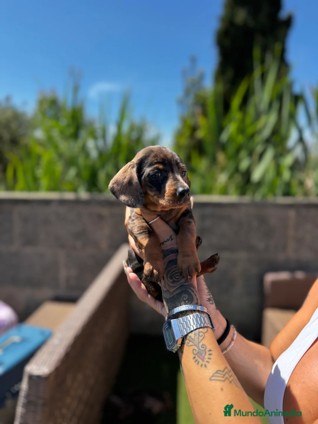 Teckel Miniatura perros en venta: Teckel mni en Illes Balears - Anuncio 10