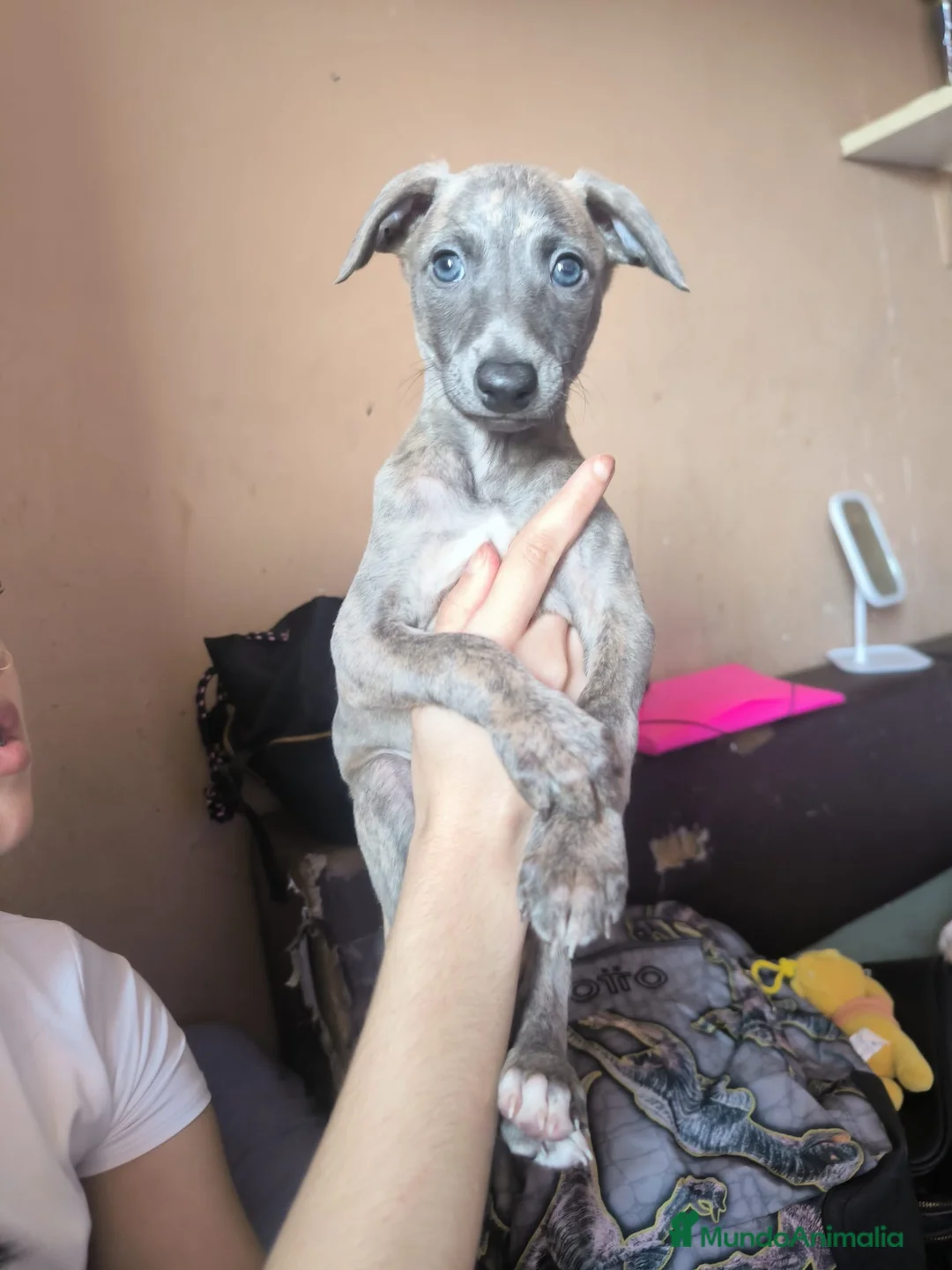 Whippet perros en venta: Whippet macho disponible  en Madrid - Anuncio 1