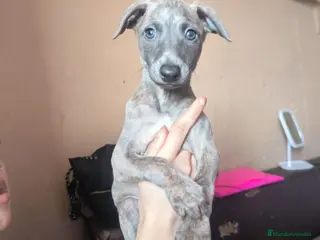 Whippet perros Whippet macho disponible en Madrid - Anuncio 1