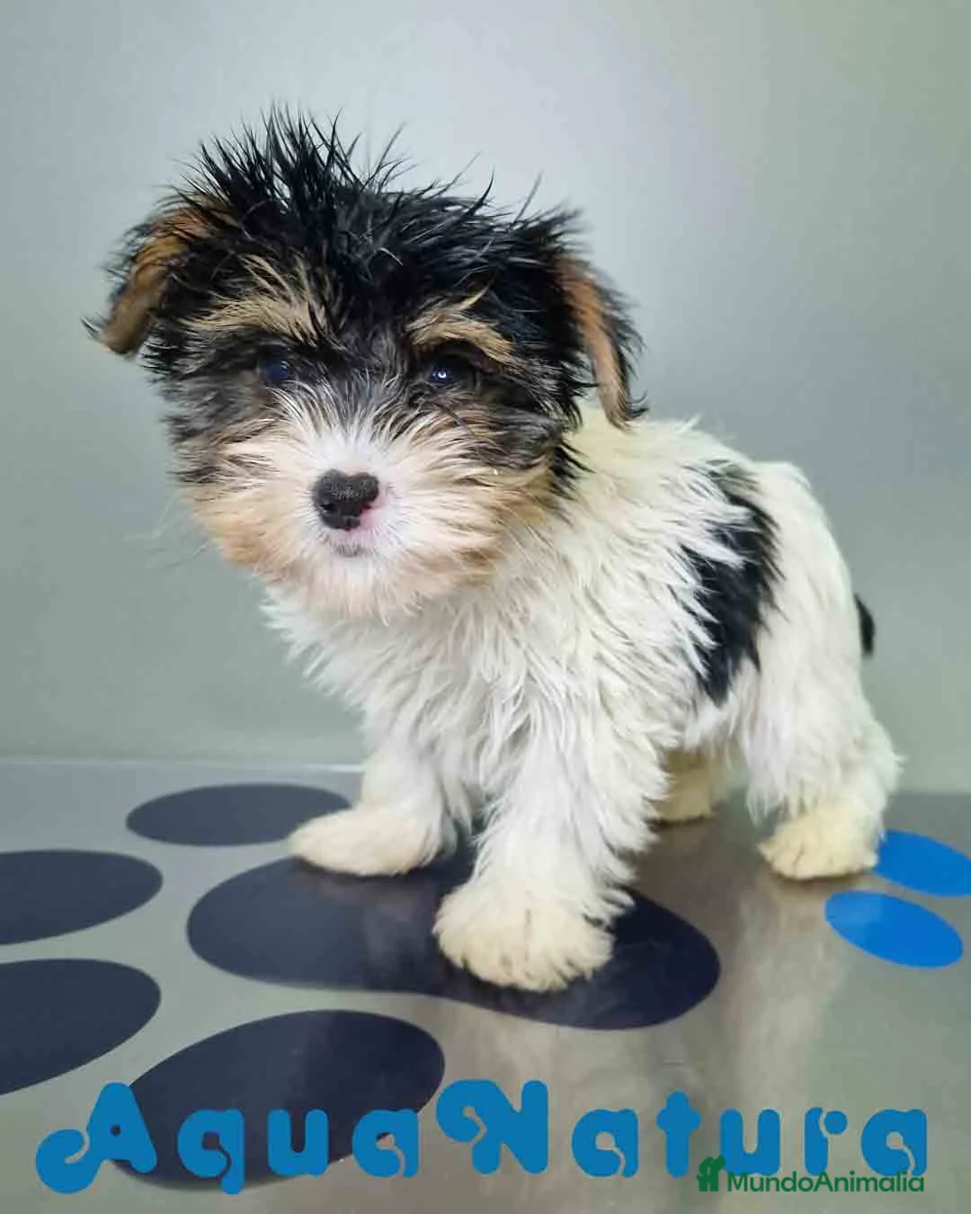 Biewer Yorkshire Terrier a la Pom Pon perros en venta: Yorkshire Biewer Macho CJMM 1303 AQUANATURA - Anuncio 7